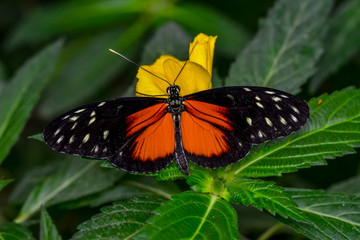 Closeup   beautiful butterfly sitting on flower.  hecale zuleika 
