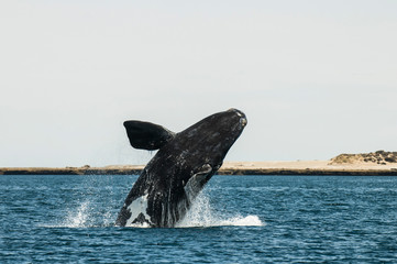 Fototapeta premium Whale jumping in Peninsula Valdes,, Patagonia, Argentina