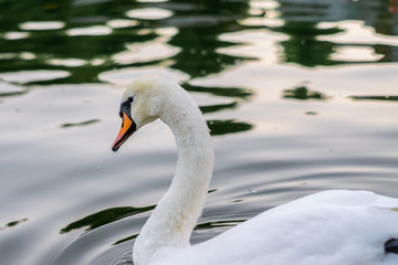 A graceful white swan is pouring on the lake. The head and neck of the swan are  close-up.  A large bird floats on the water.