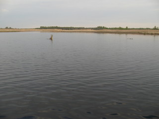 lake forest summer clear water beautifully warm swim green grass