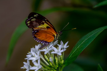 Closeup   beautiful butterfly sitting on flower.  hecale zuleika 