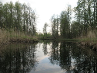 Fototapeta na wymiar lake forest summer clear water beautifully warm swim green grass