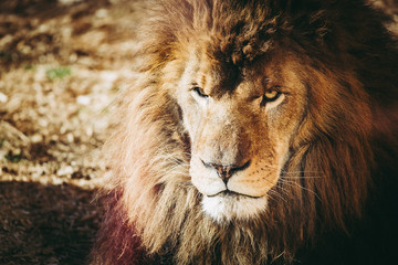 Fototapeta na wymiar Portrait d'un lion
