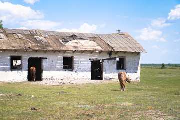 Group of horses near the sacking. sabroshenaya farm with animals. Stock background, photo