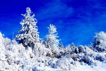 snow covered trees