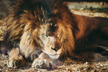 Lion couché