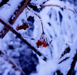 red berries in snow