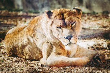 Portrait d'une lionne