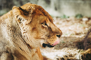 Portrait d'une lionne