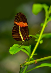 Closeup   beautiful butterfly sitting on flower.  melpomene