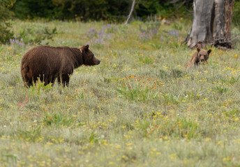 Grizzly Bear and Cub in Field