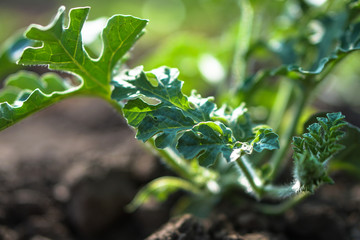 Farm garden with young cups of cucumbers. A field with a great harvest of vegetarian food. Stock background, photo