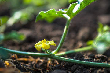 Farm garden with young cups of cucumbers. A field with a great harvest of vegetarian food. Stock background, photo