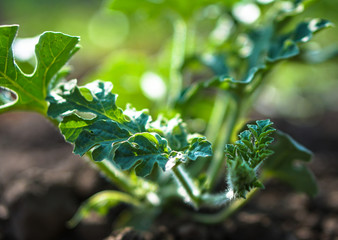 Farm garden with young cups of cucumbers. A field with a great harvest of vegetarian food. Stock background, photo