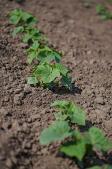 Farm garden with young cups of cucumbers. A field with a great harvest of vegetarian food. Stock background, photo