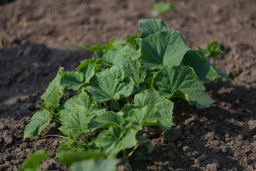 Farm garden with young cups of cucumbers. A field with a great harvest of vegetarian food. Stock background, photo