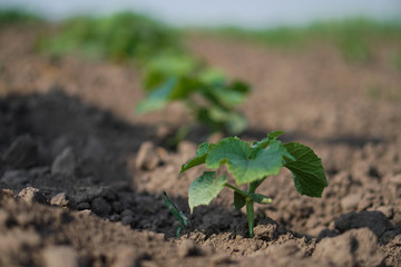 Farm garden with young cups of cucumbers. A field with a great harvest of vegetarian food. Stock background, photo