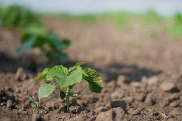 Farm garden with young cups of cucumbers. A field with a great harvest of vegetarian food. Stock background, photo
