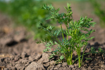 Planted carrot plants in the garden. Vegetarian ecological food. Stock background, photo