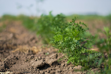 Planted carrot plants in the garden. Vegetarian ecological food. Stock background, photo
