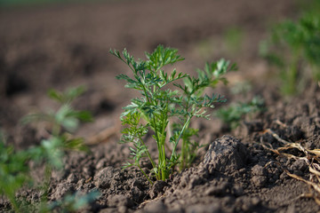 Planted carrot plants in the garden. Vegetarian ecological food. Stock background, photo