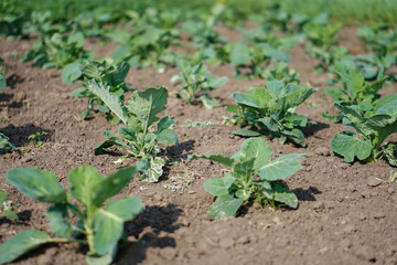 Cabbage in the garden of the farmer. Field with vegetarian plants in summer. Stock background, photo