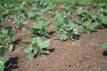 Cabbage in the garden of the farmer. Field with vegetarian plants in summer. Stock background, photo