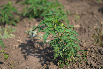 Sprouts of a new tomato plant. Natural farming. Stock background, photo