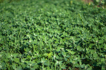 Young weed in the field muffled the growth of fruits and vegetables. Farmer problem. Stock background, photo