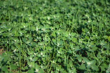 Young weed in the field muffled the growth of fruits and vegetables. Farmer problem. Stock background, photo
