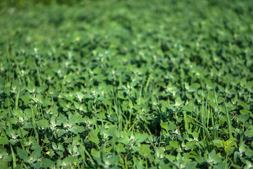 Young weed in the field muffled the growth of fruits and vegetables. Farmer problem. Stock background, photo
