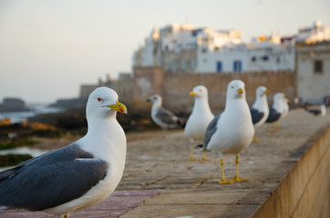 White seagulls at the beach of Essaouria, Morocco