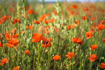 Many red poppies in the field. Meadow with wild poppy and beautiful bokeh. Stock background, photo