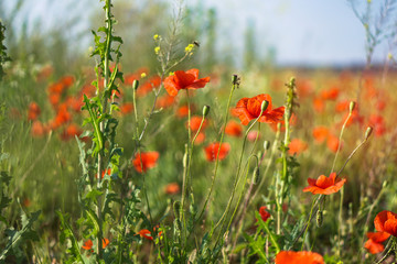 Many red poppies in the field. Meadow with wild poppy and beautiful bokeh. Stock background, photo