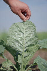 Pests on cabbage leaves. Fight with the larvae. Natural farming. Stock background, photo