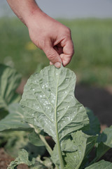 Pests on cabbage leaves. Fight with the larvae. Natural farming. Stock background, photo