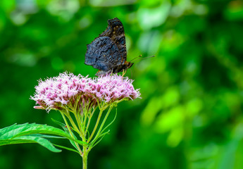 Closeup   beautiful butterfly sitting on flower.
