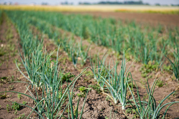 Farm garden with green onions during ripening. farm field with a big harvest. Summer business. Stock background, photo