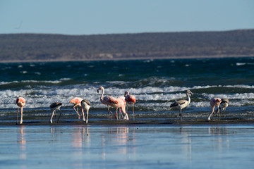 Fototapeta premium Flamingos flock, Patagonia, Argentina
