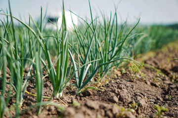 Farm garden with green onions during ripening. farm field with a big harvest. Summer business. Stock background, photo