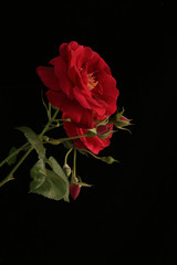 Vertical Image of Old Fashioned Red Roses on Black BG