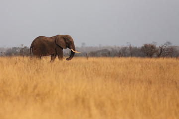 The big bull of african bush elephant (Loxodonta africana) is walking alone in open yellow dry african savanna