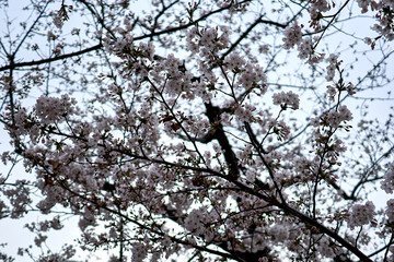 Cherry blossoms blooming on a tree in the spring in South Korea.
