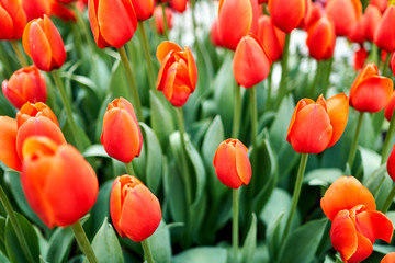 Fototapeta premium A close-up of tulips standing upright during spring time in South Korea.
