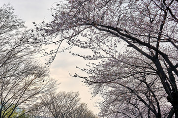 A tree leaning to the left with cherry blossoms full on its branches.