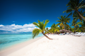 Obraz premium Palm trees on white sandy beach in Caribbean sea, Saona island. Dominican Republic.