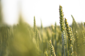 Fototapeta premium Farm garden sown wheat before maturation. farm field with a big harvest. Beautiful golden bread. Stock background, photo