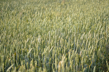 Farm garden sown wheat before maturation. farm field with a big harvest. Beautiful golden bread. Stock background, photo