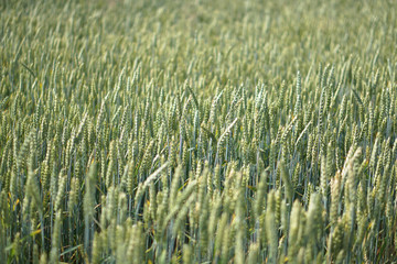 Farm garden sown wheat before maturation. farm field with a big harvest. Beautiful golden bread. Stock background, photo