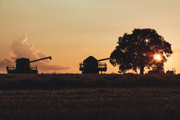 Fototapeta na wymiar Combine harvester machine working in a wheat field at sunset. Lonely tree